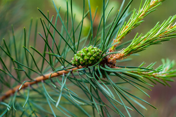 Young green cone on pine branch close-up. Long green needles. Outdoors nature.