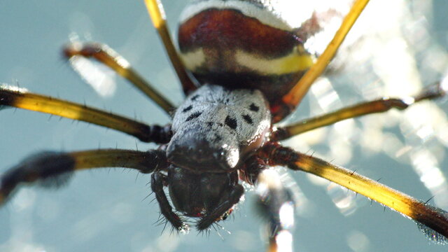 Close up of a Golden silk spider in a web in a county park in Fort Lauderdale, Florida, USA