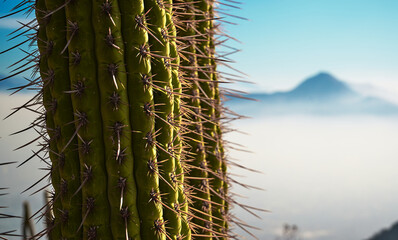 cactus verde en la montaña, sobre las nubes y el cielo azul