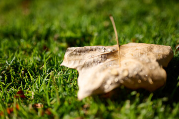 hoja marrón mojada otoñal con gotas de agua sobre el césped, pasto