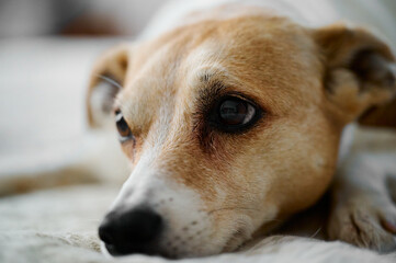 perro marrón y blanco descansando sobre su cama mirando la cámara, close-up