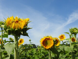 Sunflowers in Kansas