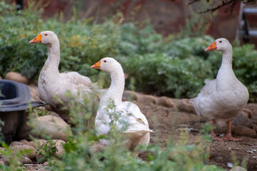 group of geese