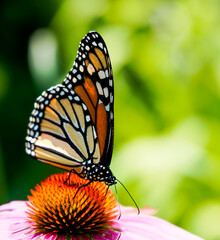 monarch butterfly on a flower with green background 