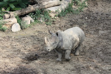 Naklejka premium Rhino at Omaha's Henry Doorly Zoo