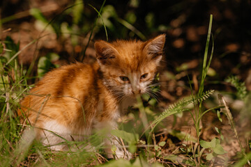 A small ginger kitten sits in the grass under the Christmas tree in the sun. Home pet. Pet care...