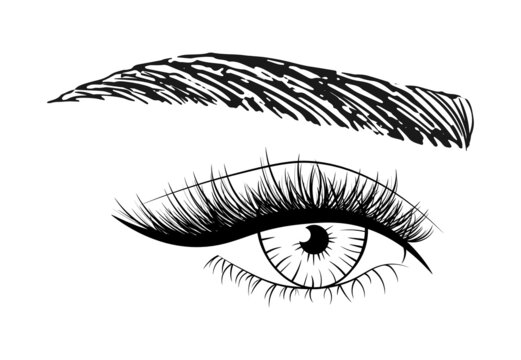 Woman's sexy eye with eyebrow and full lashes. Idea for business visit card, typography. Logo for brow bar, luxury lash or beauty salon. Vector illustration.