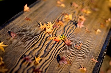 Obraz na płótnie Canvas 夕暮れのベンチに落ちる紅葉