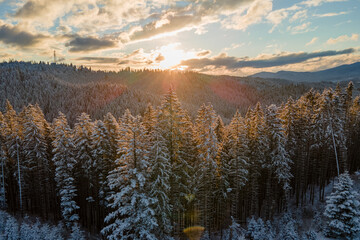 Winter landscape with spruse trees of snow covered forest in cold mountains.