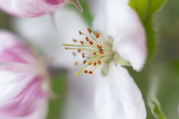 close up of a white flower