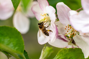 bee on a flower