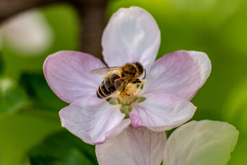 bee on a flower