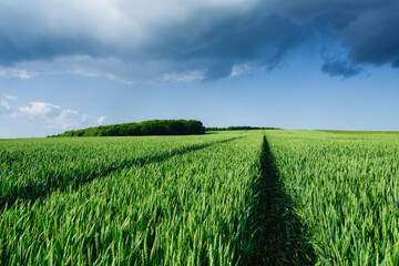 Wheat field and sky with huge clouds before the storm. Agricultural landscape. Green wheat in the summertime. A natural landscape. © biletskiyevgeniy