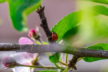 butterfly on a leaf