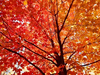 Fall scenes