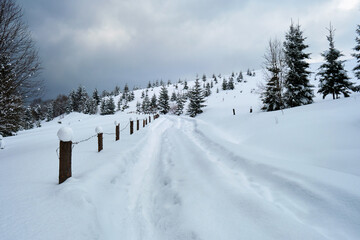 Obraz premium Moody landscape with footpath tracks and pine trees covered with fresh fallen snow in winter mountain forest on cold gloomy evening.