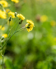 Smooth hawksbeard (botanical name: Crepis capillaris) Flowers in the meadow