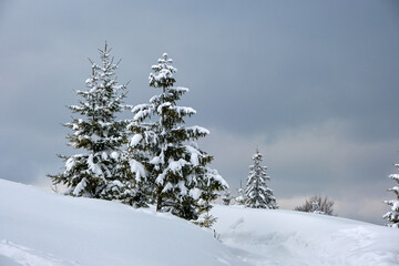 Moody landscape with pine trees covered with fresh fallen snow in winter mountain forest in cold gloomy evening.