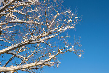 Closeup of pine tree branches covered with fresh fallen snow in winter mountain forest on cold bright day.