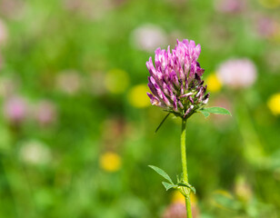 Red clover, Broad-leaved clover, Purple clover or Cultivated clover (botanical name: Trifolium pratense) grows in a meadow among other flowers  - Powered by Adobe