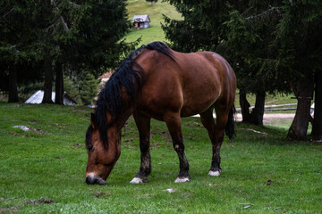 Obraz premium horse in the field