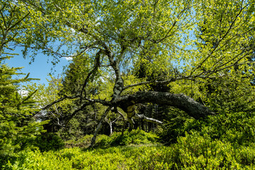 Fototapeta premium tree in the forest