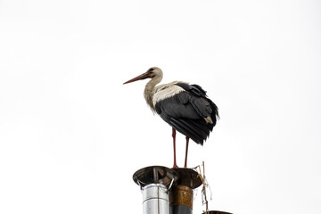 white stork ciconia on white
