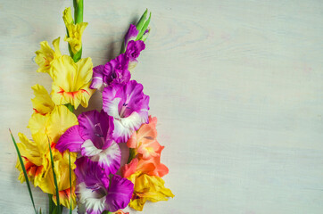 Purple and yellow gladiolus on a light background. - obrazy, fototapety, plakaty