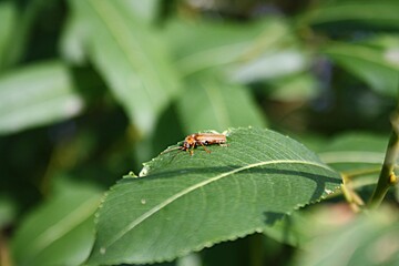 fly on leaf