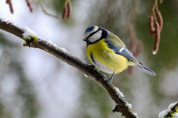 Blue tit