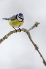 Blue tit