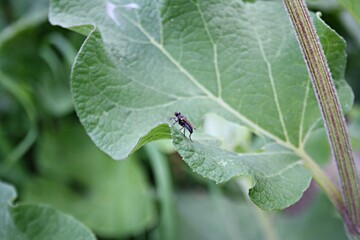 dragonfly on a leaf