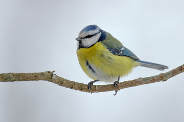 Blue tit