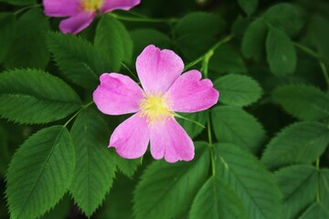 pink flowers