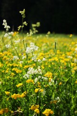 Fototapeta premium field of dandelions