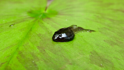 Kaulquappe, junger Frosch auf Seerosenblatt