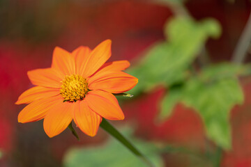 Ringelblume (Calendula officinalis)