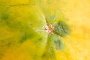 Papaya fruit and skin details on a yellow background