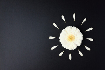 White gerbera daisy flower bud with petals around on black background. Morning sun rays symbol. Creative spring flat lay composition in top view with copy space. Lifestyle and nature concept.