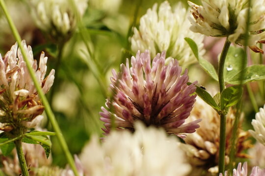 Alps Flowers
Trifolium Montanum