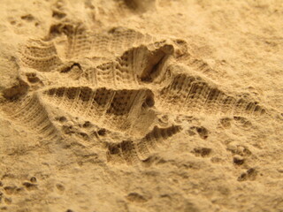fossile
