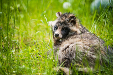 Cute fluffy raccoon dog sitting in the green grass