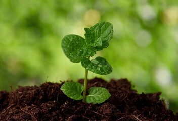 One spring green seedling stock images. Growing young sprout on a fresh green background. Growing green seedling herb detail stock photo