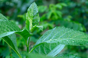 One type of plant from the bush that thrives during the rainy season, often found in the tropics