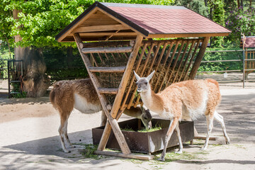 Guanaco eating hay on a small farm, grazing at the zoo
