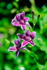 Purple flowers depict the impression of mystery and tenderness