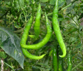 Green chillies, green leaf background blur.