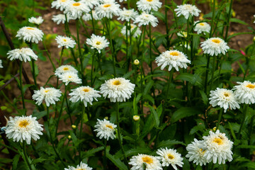 Chamomile Flowers Summer Spring Meadow Summer Natural Landscape Summer Flowers