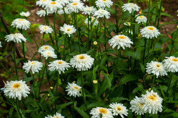 Fototapeta premium Chamomile Flowers Summer Spring Meadow Summer Natural Landscape Summer Flowers