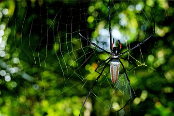 spider - Nephila Pilipes. These spiders breed during the rainy season